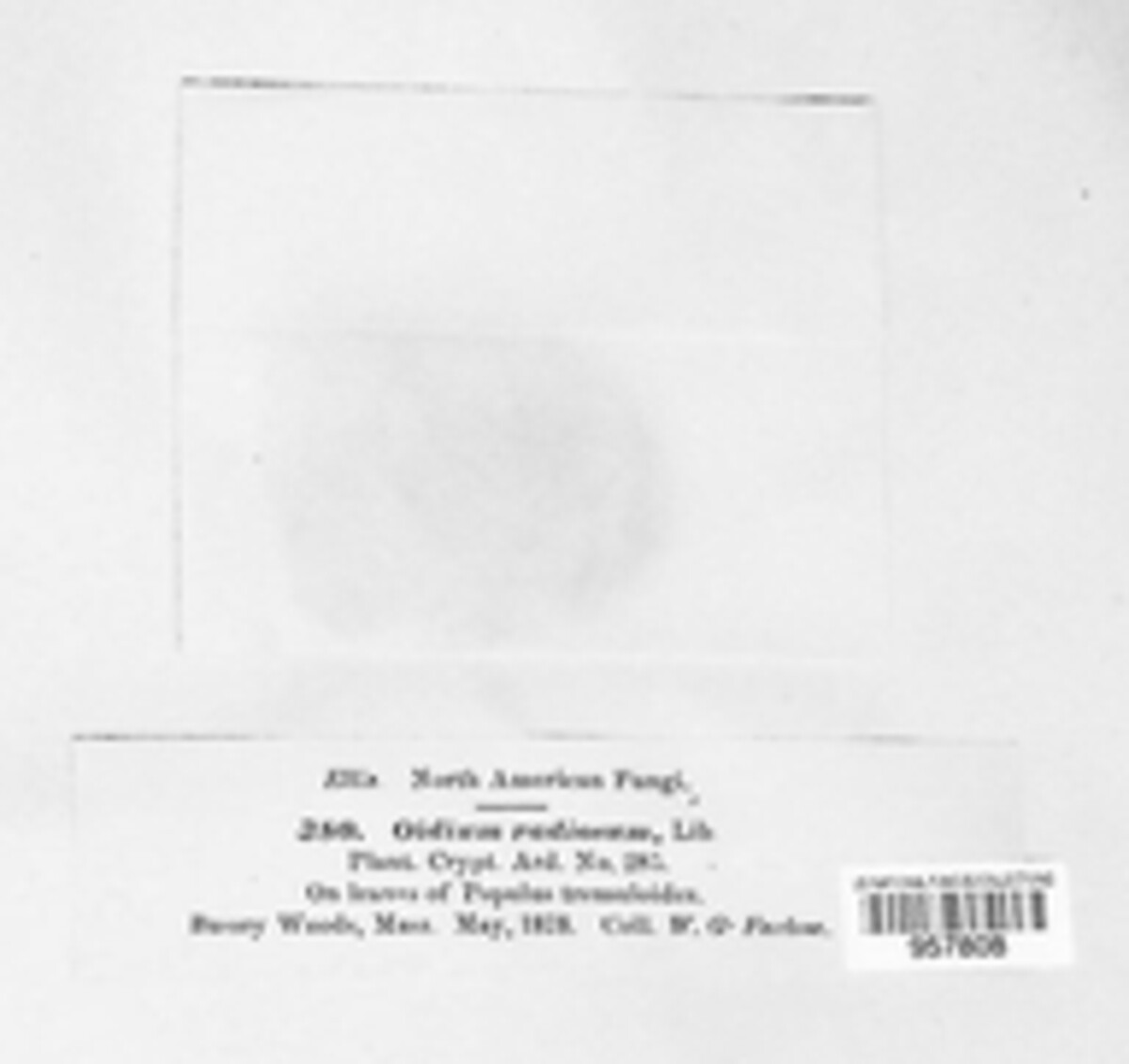 Venturia radiosa image